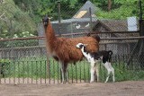 [MYŚLĘCINEK] Bydgoskie zoo ma nowego mieszkańca. Na świat przyszła mała lama