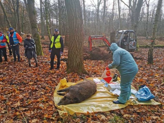 Wirusa ASF badania potwierdziły u padłego dzika, znalezionego w okolicach Kowanówka.