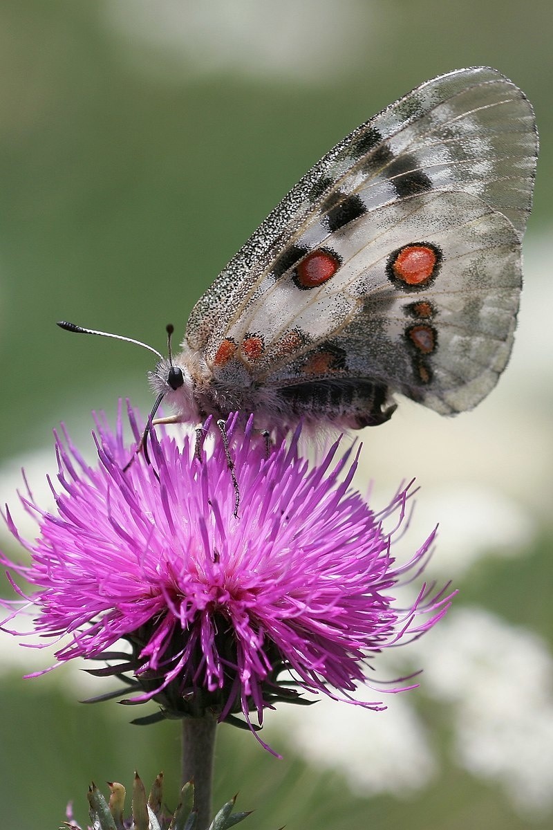 Niepylak apollo to jeden z największych w Polsce motyli...