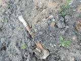 Porozrzucane kości na cmentarzu w Świętochłowicach. Czy są ludzkie? Sprawą mają się zająć Sanepid i miejscy urzędnicy 