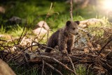 Piwniczna-Zdrój. Turyści spotkali na szlaku niedźwiedzicę z młodymi 