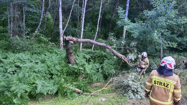 Strażacy mieli pełne ręce roboty, tu usuwają powalone drzewa na terenie gminy Skaryszew.