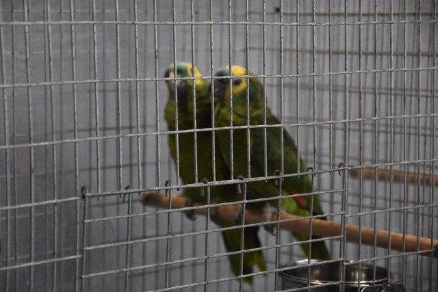 Na wodzisławskiej wystawie można zobaczyć ponad dwieście ptasich okazów.