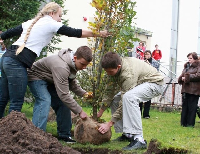 Gimnazjaliści sadzą Dęby Katyńskie.