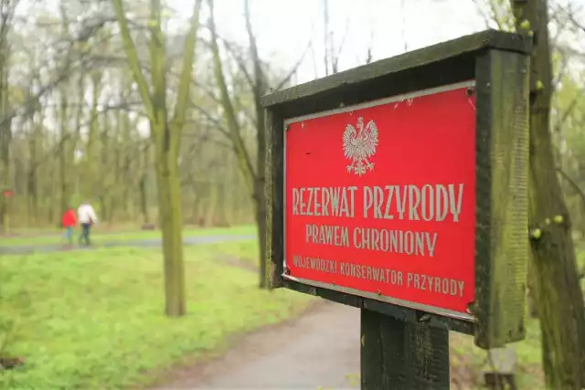 Regionalna Dyrekcja Ochrony Środowiska w Warszawie i funkcjonariusze policji ostrzegają, że za wchodzenie na teren zamkniętych rezerwatów nieopodal centrum stolicy grożą wysokie mandaty, nawet do 5 tys. zł. O które miejsca chodzi? Jak sprawdzić, czy możemy legalnie wejść do danego rezerwatu? Te zasady warto znać, by zapłacić majątku za weekendowy spacer.