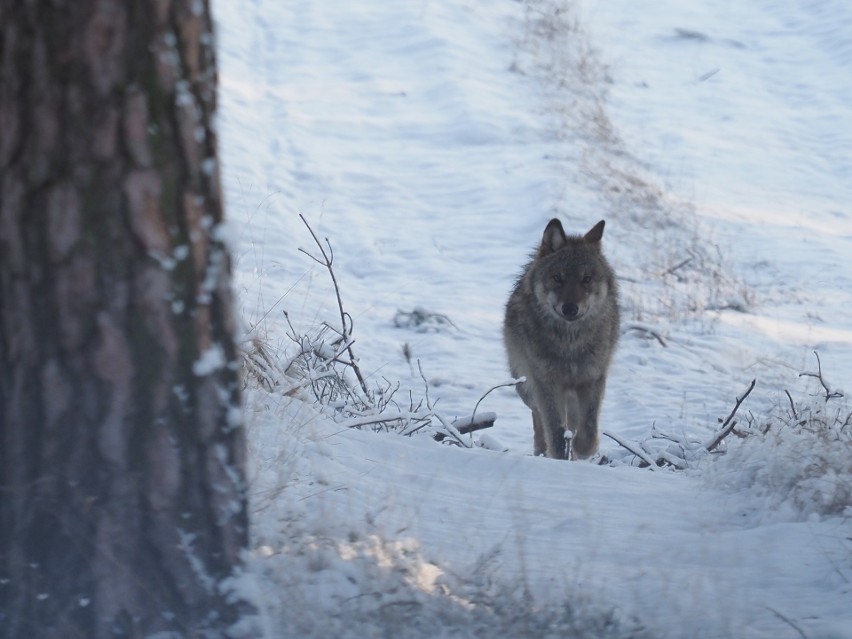 Tego wilka leśnik sfotografował na terenie soleckiego...
