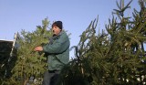 Naturalne choinki w Zagłębiu. Gdzie będzie można kupić ekologiczne drzewka?