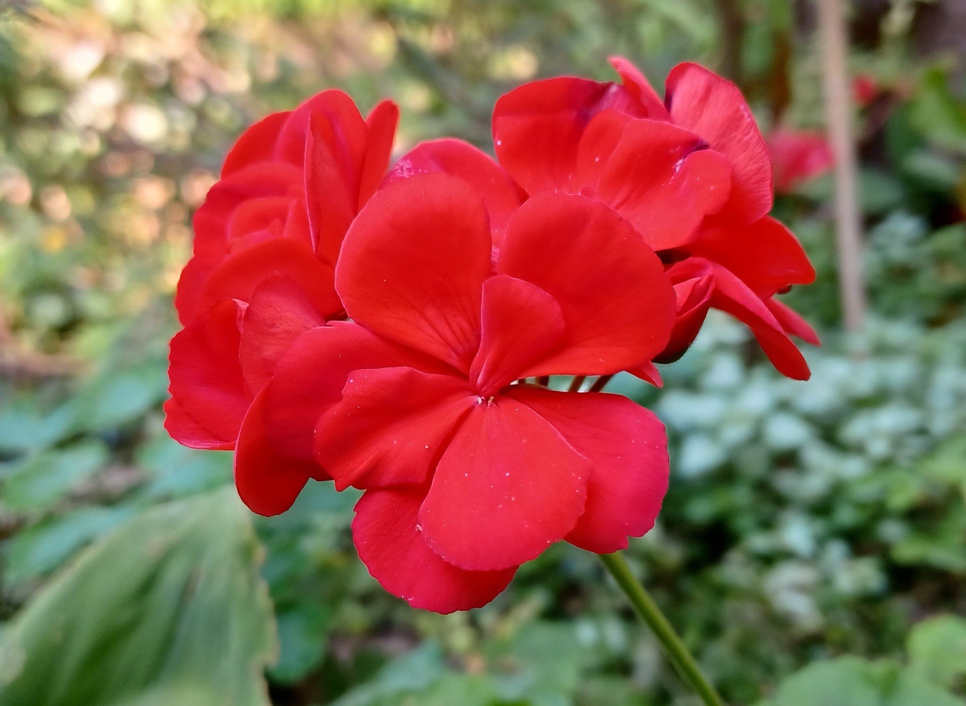 Chcesz Przezimowa Pelargonie Sprawdzili my Kilka Sposob w I Polecamy