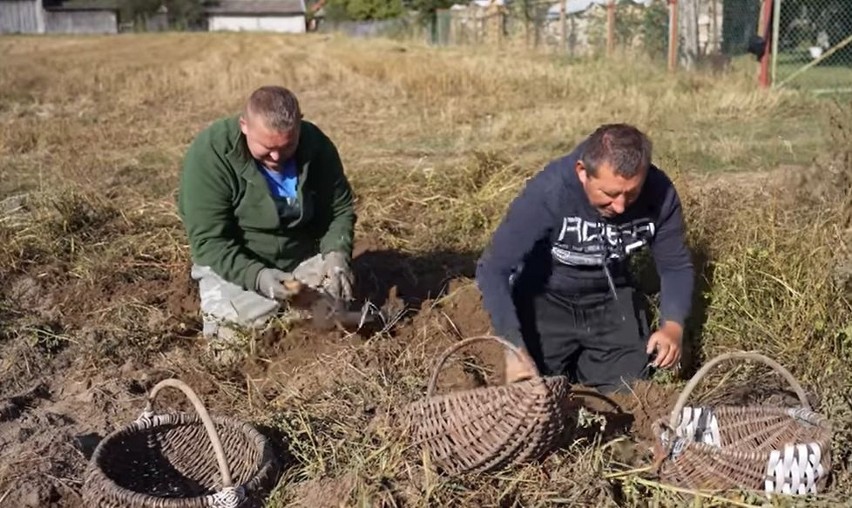 Rolnicy. Podlasie. Wielkie wykopki w gospodarstwie Gienka i Andrzeja. W Plutyczach wyrosły truflowe ziemniaki [ZDJĘCIA]