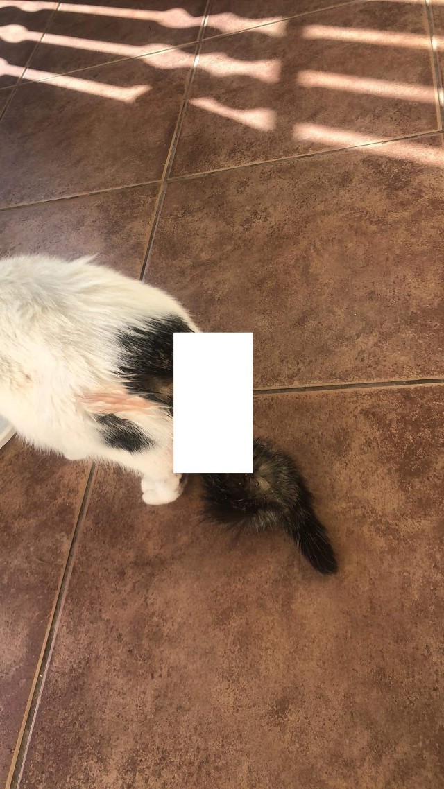 Jeden z kotów przeżył, ale wymagał pomocy weterynarza. To zdjęcie zbulwersowało internautów