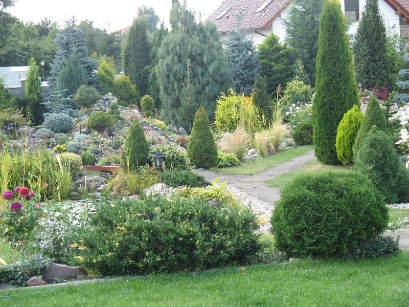 Oryginalne iglaki
Iglaki zdobią ogród przez cały rok.