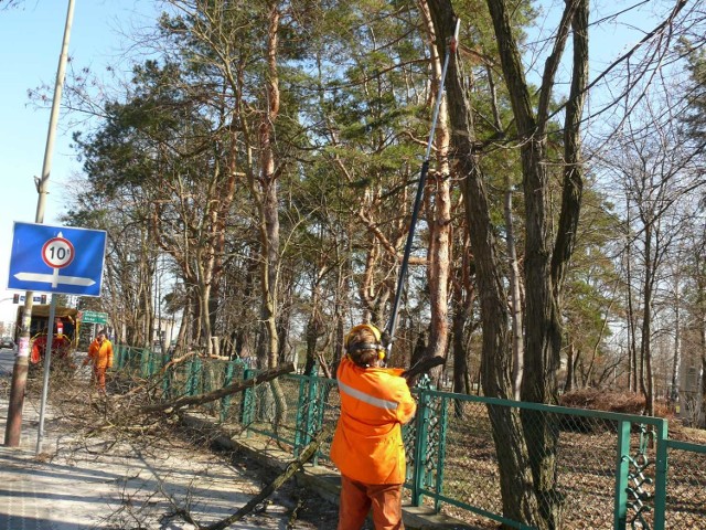 Przycinanie drzew na ulicy Mickiewicza.
