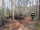 Nadleśnictwo Elbląg alarmuje: płoną lasy na Mierzei Wiślanej
