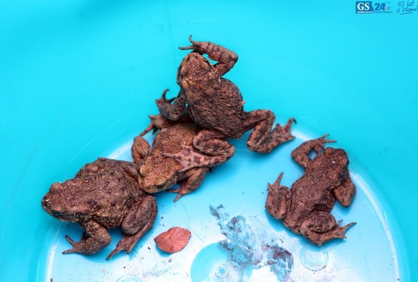 Przedszkolaki ratowały żaby nad Jeziorem Szmaragowym [zdjęcia, wideo] 