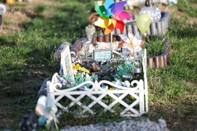 Z okazji dnia Wszystkich Świętych Polacy odwiedzają nie tylko groby swoich rodzin, ale także przyjaciół na cmentarzu dla zwierząt.