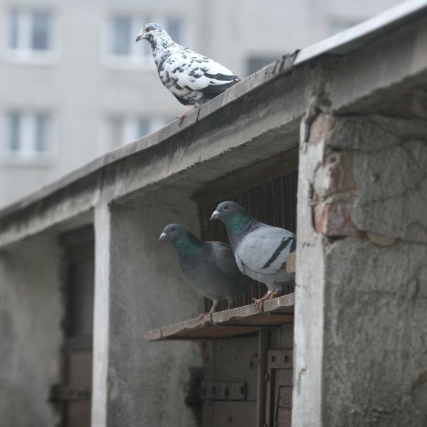 Użytkownik garażu przy ulicy Zagórskiej 45 trzyma w nim gołębie.