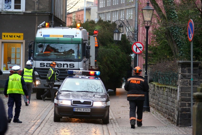 Bożonarodzeniowy świerk we wtorek przyjechał do Gdańska