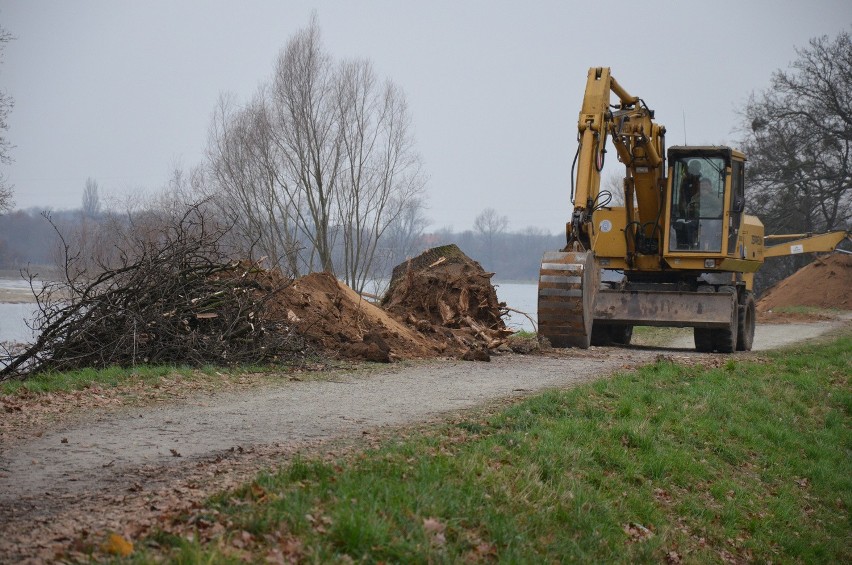 Wycinają wielkie drzewa nad Odrą. Czy zgodnie z prawem? (ZDJĘCIA)