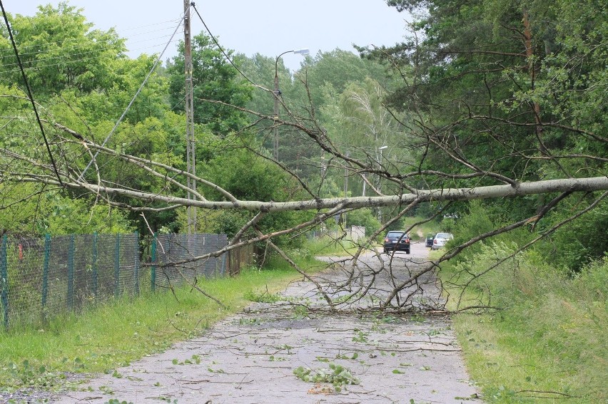 Drzewo powalone przez wiatr we wsi Zagórze (gmina Bliżyn)