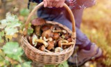 Czy grzyby są zdrowe? Jakie wartości odżywcze mają grzyby? Gdzie na grzyby 2022