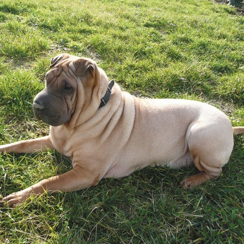 Obecnie shar-pei nie ma już tak wielu fałd skóry, jak...