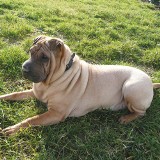 Shar-pei - leniwy i wygodny czyścioch