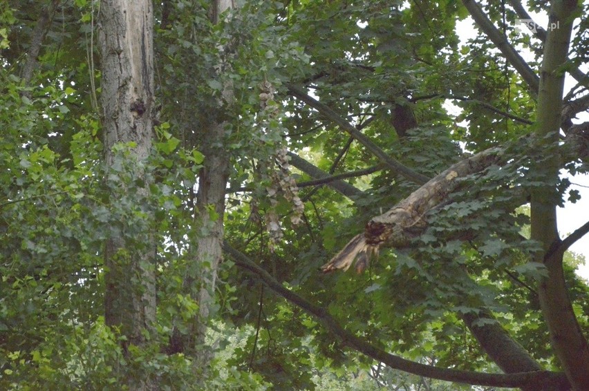 Roślinność to naturalne płuca. Musimy o nie dbać. Dwa odmienne spojrzenia na zieleń i pielęgnację krzewów i drzew w Niecce Niebuszewskiej