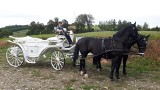 Wielogłowy. Skradziono siedem koni ze Stadniny Klimkówka Andrzeja Wody, właściciele dają 10 tys. nagrody za ich odnalezienie 