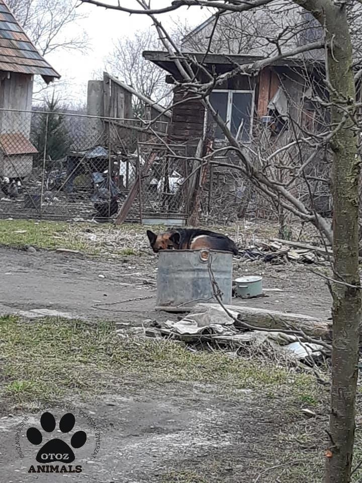 Pies tarfił  do Tarnowskiego Azylu  i pod opiekę...