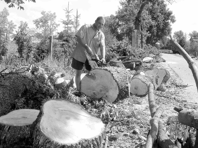 Mieszkańcy Linowna są oburzeni tym, że całe drewno zabierze Józef Dąbrowski, któremu gmina zleciła wycinkę.