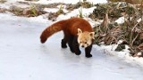 Zimowa aura zachęca do odwiedzin opolskiego zoo. Zobacz, jak pięknie się prezentuje [ZDJĘCIA]