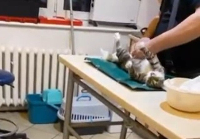 W mediach społecznościowych pojawiły się nagrania z jednego z poznańskich gabinetów weterynaryjnych. Weterynarz podobno miał operować zwierzęta bez znieczulenia i za pomocą brudnych narzędzi. kadr z nagrania.