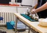 Weterynarz z Poznania operował zwierzęta bez znieczulenia? "To zemsta byłej partnerki". Sprawę bada prokuratura