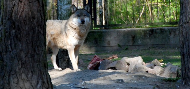 W sobotę (12 sierpnia), o poranku, w bydgoskim Ogrodzie Zoologicznym przygotowaliśmy kolejny odcinek programu „Kudłatych świat”. Tym razem filmowaliśmy przedstawicieli gatunków inwazyjnych, czyli m.in. żółwie czerwonolice, szopy i ostronosy.Wcześniej nakarmiliśmy stadko wilków - dostały schabowe.