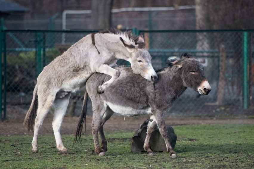 O frywolnych osiołkach ze Starego Zoo cały świat usłyszał za...