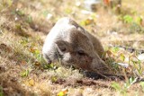 Samochód potrącił lochę z dwoma małymi! Stado dzików na Radogoszczu