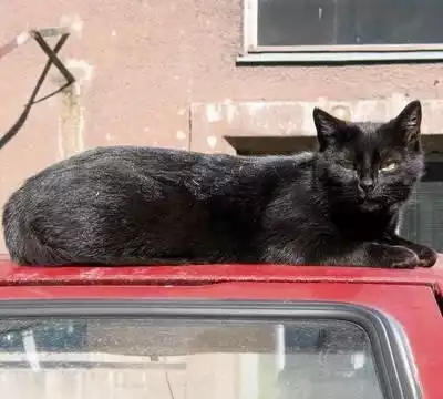 Czarny kot wybrał twój samochód? Będziesz miał dziś dużo szczęścia! Fot. Anna Kaczmarz