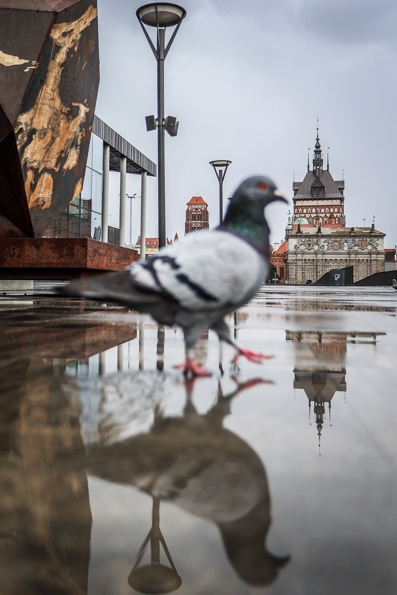 Gdańsk widziany w kałuży jest niesamowity! Koniecznie zobacz...