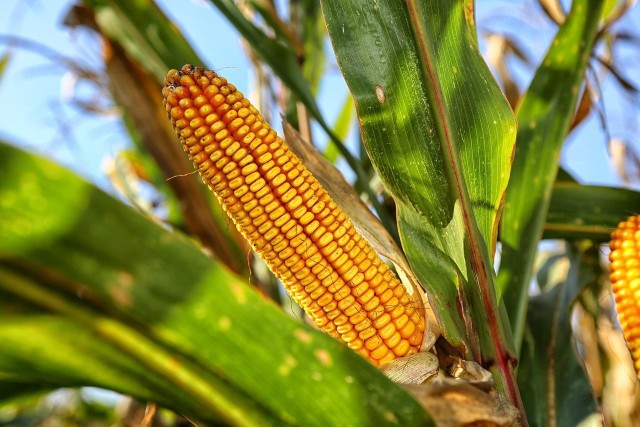 Powierzchnia zasiewów kukurydzy na ziarno w 2021 r. (według GUS) wyniosła blisko 1 mln ha i była o 5,5% większa niż przed rokiem, co przełożyło się na znaczący wzrost zbiorów.