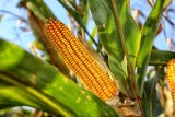 Co się robi z kukurydzy? Nie tylko popcorn. W Polsce rolnicy uprawiają jej coraz więcej, czy bez GMO?