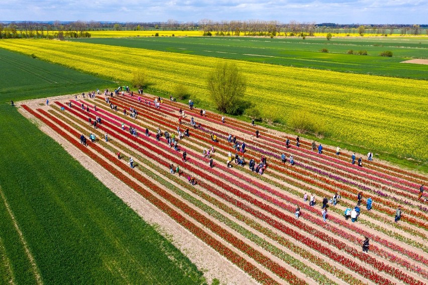 Cedry Wielkie - uprawa tulipanów na Żuławach