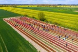 Kwiatowy festiwal w Cedrach Wielkich. Miejscowe pola pokolorowane przez tulipany! ZDJĘCIA