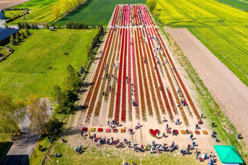 Cedry Wielkie - uprawa tulipanów na Żuławach