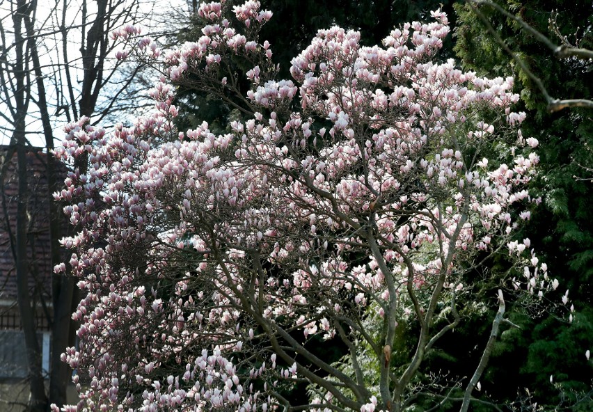 Szczecińskie magnolie rozkwitają! Zobacz też świeże pąki owocowych drzewek [ZDJĘCIA]                              