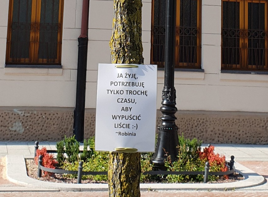 Na dziesięciu uschniętych akacjach z ulicy Skorupki w Łodzi...