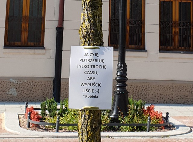 Na dziesięciu uschniętych akacjach z ulicy Skorupki w Łodzi pojawiły się tajemnicze karteczki z prośbą o litość. Ktoś w imieniu drzew w dowcipny sposób apelował,  by ich nie wycinać. CZYTAJ >>>>
