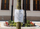 Kartki na drzewach rosnących przy ulicy Skorupki w Łodzi. Akacje proszą, by ich nie wycinać. „Nie jestem martwe, tylko leniwe”