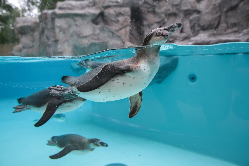 Pingwiny w Krakowie mają nowy dom