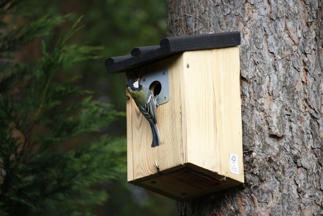 Budkę lęgową dla ptaków można kupić lub zbudować samodzielnie. Ważne jest, by ją zawiesić przed początkiem marca, kiedy ptaki szukają miejsc na gniazda.