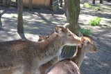 Mini zoo w Parku Kuronia zachwyca. Park w Sosnowcu jest jednym z piękniejszych miejsc w mieście